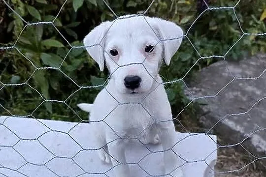Sprzedam Jack Russell Terrier