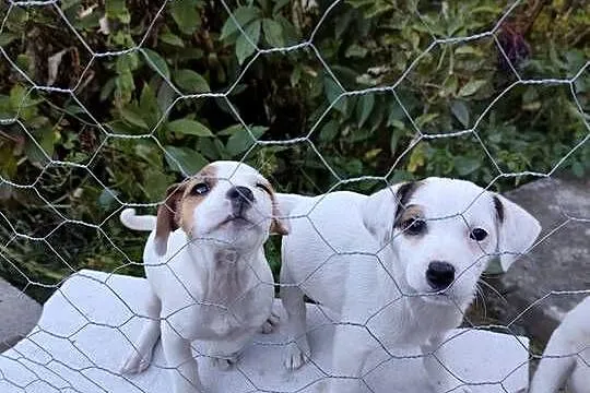 Sprzedam Jack Russell Terrier, Świętokrzyskie, Ożarów