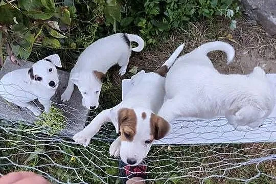 Sprzedam Jack Russell Terrier, Świętokrzyskie, Ożarów
