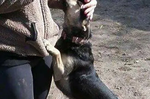 Mami, śliczna i kochana sunia ze smutną historią, 