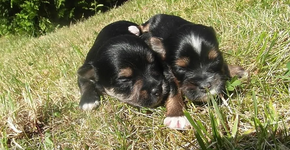 Yorkshire terrier