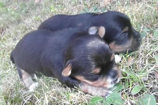 Yorkshire terrier