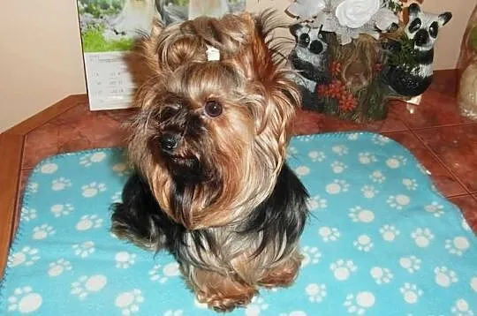 Yorkshire terrier