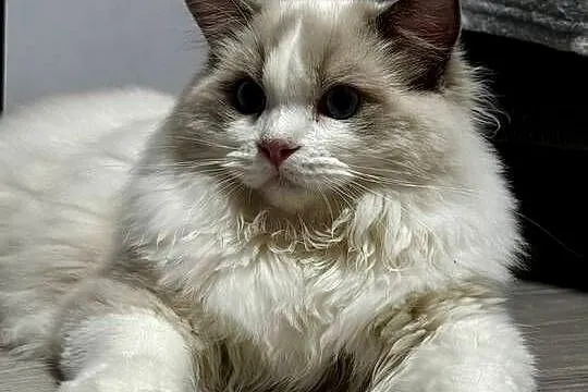 FPL kocur RAGDOLL blue bicolour, Śląskie, Poręba