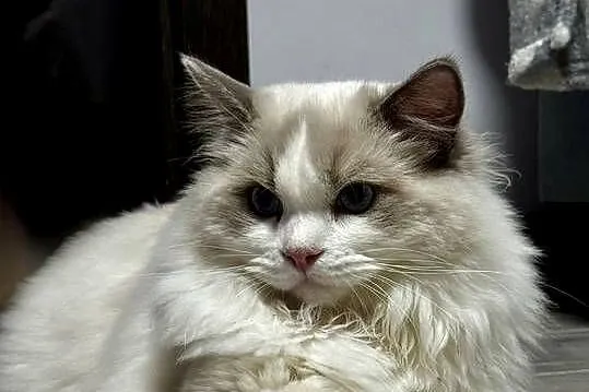 FPL kocur RAGDOLL blue bicolour, Śląskie, Poręba