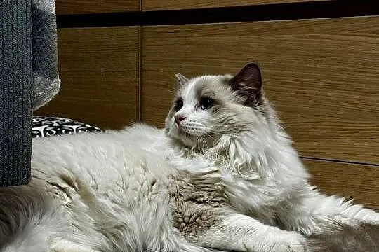 FPL kocur RAGDOLL blue bicolour, Śląskie, Poręba