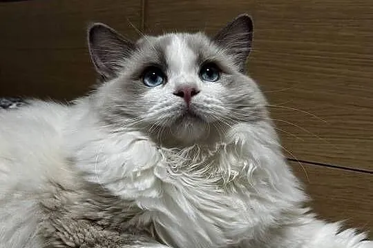 FPL kocur RAGDOLL blue bicolour, Śląskie, Poręba