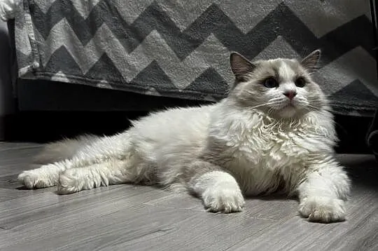 FPL kocur RAGDOLL blue bicolour, Śląskie, Poręba
