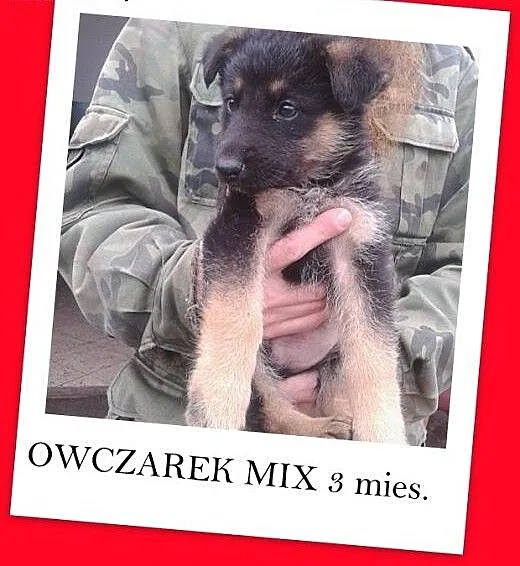 Owczarek niem.mix.szczeniaki 3 mies. pieski,suczka
