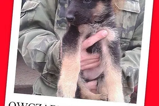 Owczarek niem.mix.szczeniaki 3 mies. pieski,suczka