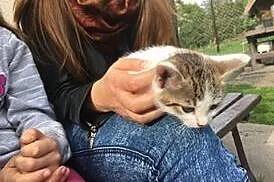 Gucio i Maja - dwa małe kotki szukają domu