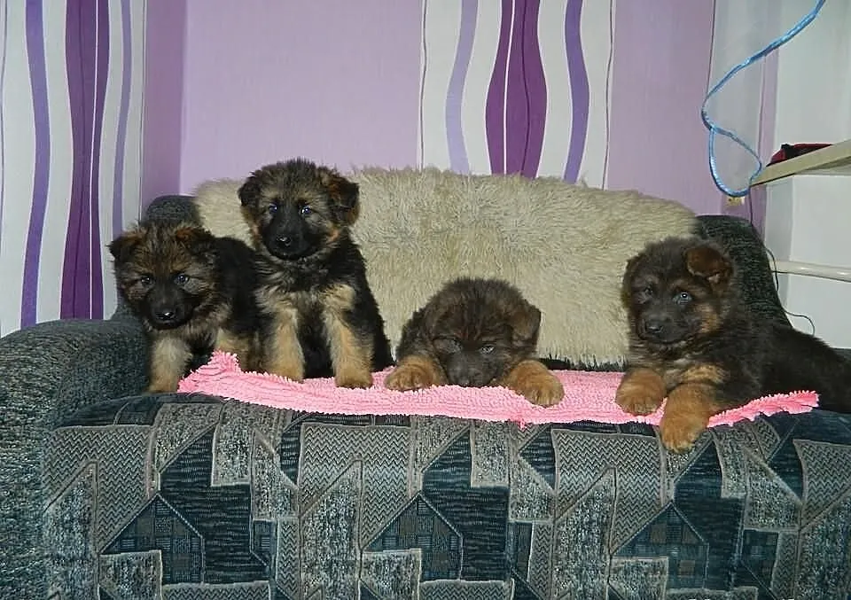 Owczarek Niemiecki Dlugwlosy