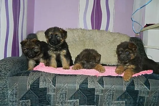 Owczarek Niemiecki Dlugwlosy
