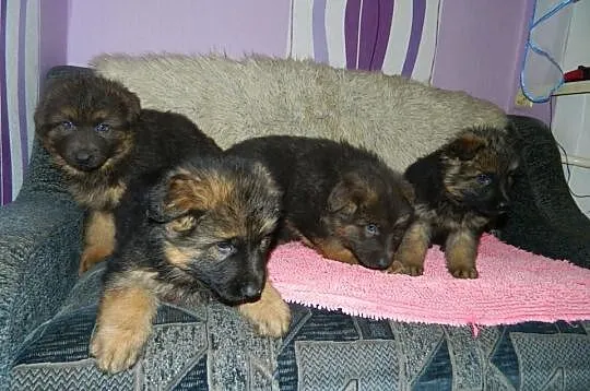 Owczarek Niemiecki Dlugwlosy
