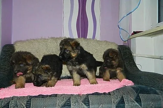 Owczarek Niemiecki Dlugwlosy