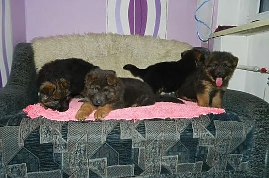 Owczarek Niemiecki Dlugwlosy