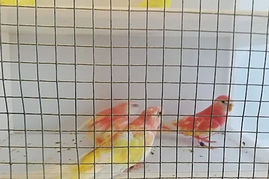 Lilianki lutino, Podkarpackie, Przemyśl