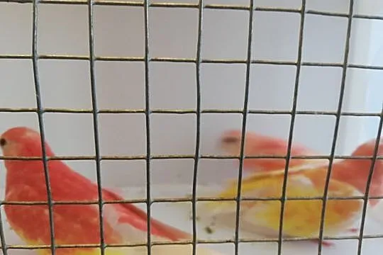 Lilianki lutino, Podkarpackie, Przemyśl