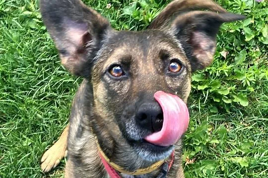 Przyjazna Tina, pozytywna i młoda - psi dzieciak idealny do adopcji!