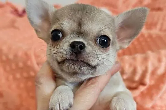 Chihuahua suczka pies mini prawdziwy rodowód ZKwP FCI