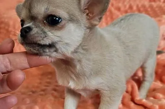Chihuahua suczka pies mini prawdziwy rodowód ZKwP FCI, Mazowieckie, Radom