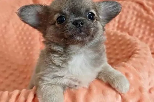 Chihuahua suczka pies mini prawdziwy rodowód ZKwP FCI, Mazowieckie, Radom