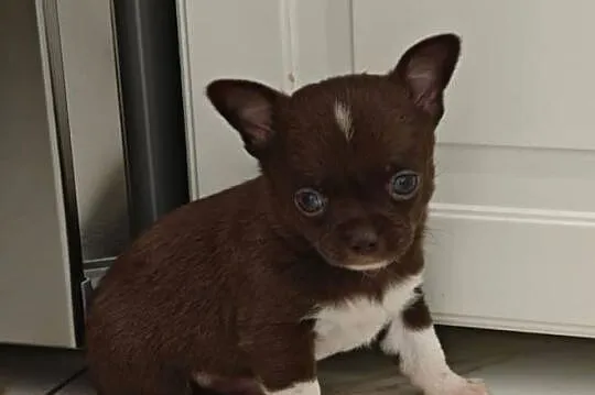 Chihuahua suczka pies mini prawdziwy rodowód ZKwP FCI, Mazowieckie, Radom