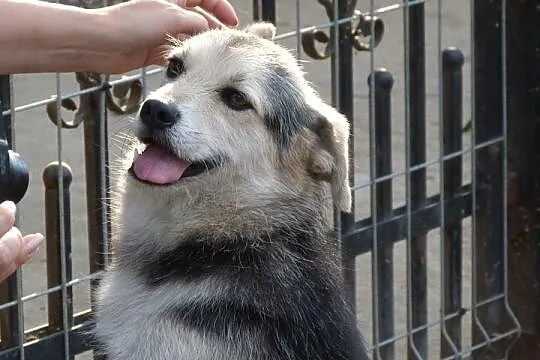 Niewielki Apsik, CUDOWNY psiak, młody i wesoły do 
