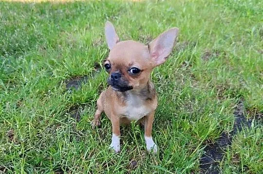 *** Przepiękna Laleczka Chihuahua *** Gotowa Do Odbioru ***