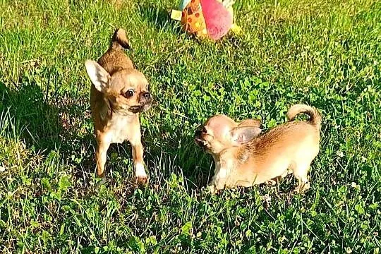*** Przepiękna Laleczka Chihuahua *** Gotowa Do Odbioru ***, Wielkopolskie, Ciszkowo
