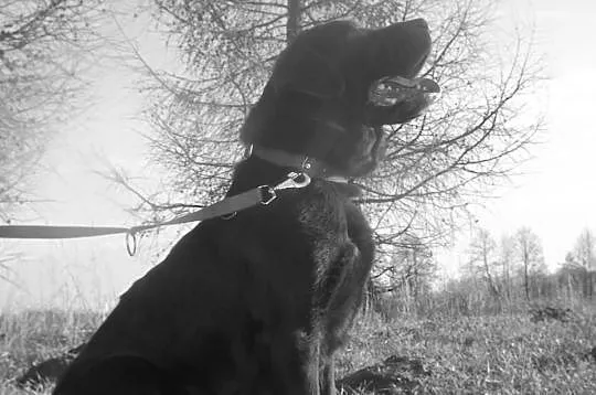 Reproduktor - Krycie - Labrador