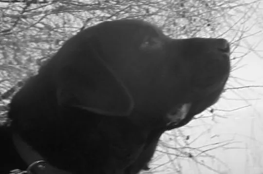 Reproduktor - Krycie - Labrador