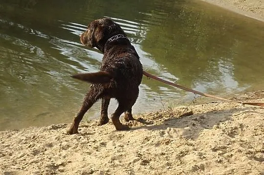 Reproduktor - Krycie - Labrador