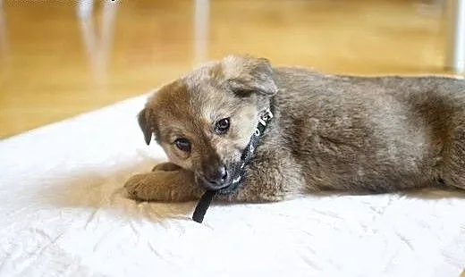 Mała Kizia szuka kochającego domku dla siebie :),