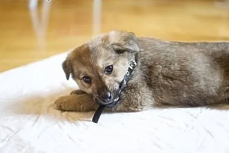 Mała Kizia szuka kochającego domku dla siebie :), 