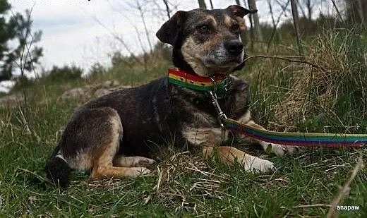 Zuza - niewielka, uwierzyła w człowieka, mazowiec