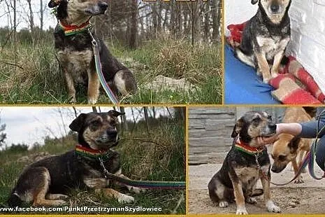 Zuza - niewielka, uwierzyła w człowieka,  mazowiec