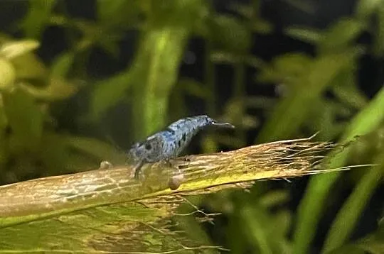 Krewetki neocardina