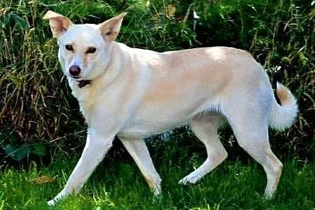 MILKA - piękna, biała sunia już tak długo szuka domu... ADOPTUJ!,  mazowieckie Warszawa, Mazowieckie, Warszawa