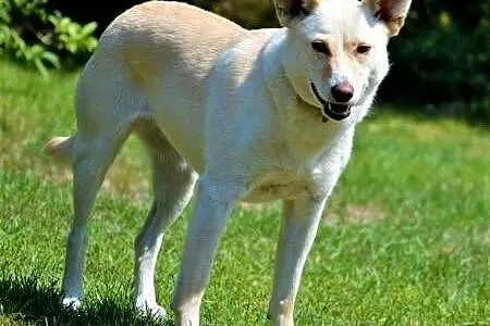 MILKA - piękna, biała sunia już tak długo szuka domu... ADOPTUJ!,  mazowieckie Warszawa, Mazowieckie, Warszawa