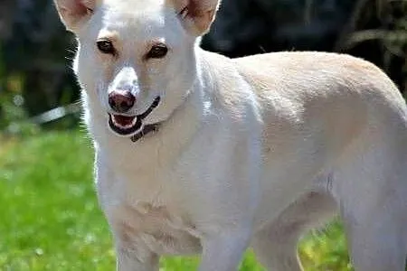 MILKA - piękna, biała sunia już tak długo szuka domu... ADOPTUJ!,  mazowieckie Warszawa, Mazowieckie, Warszawa