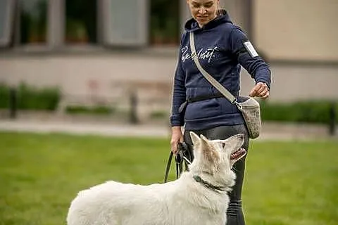 Rezerwacja szczeniąt Biały Owczarek Szwajcarski długowłosy, Opolskie, Sowczyce