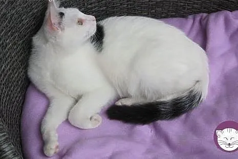 GABRYŚ do adopcji w dwupaku z Filonką,  mazowiecki