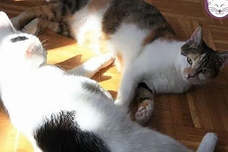 GABRYŚ do adopcji w dwupaku z Filonką,  mazowiecki