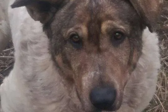 Bianka, niezwyczajna babunia PILNIE szuka domu!