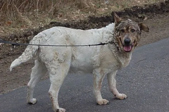 Bianka, niezwyczajna babunia PILNIE szuka domu!