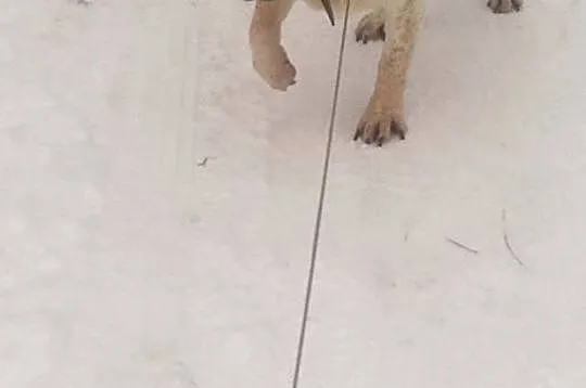 Bianka, niezwyczajna babunia PILNIE szuka domu!