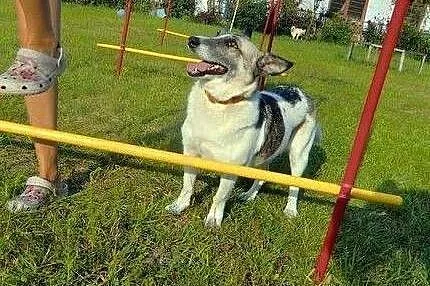 Lilka - kochana, psia przylepa o cudownych oczach,