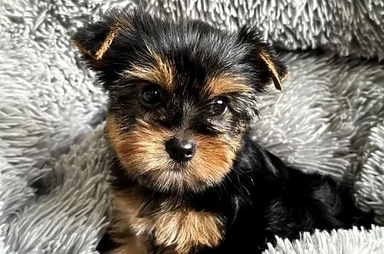 Dziewczynka Yorkshire Terrier Wyprawka Chip, Śląskie, Częstochowa
