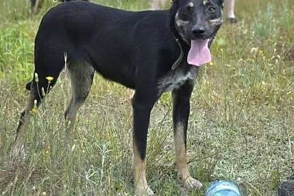 Gamcia - cudna psinka, samotna i opuszczona.... pr